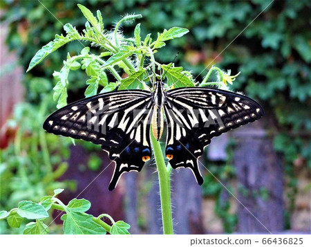 Female of a swallowtail butterfly spreading its wings and perching on a cherry tomato seedling Female of a swallowtail butterfly spreading its wings and perching on a cherry tomato seedling 66436825