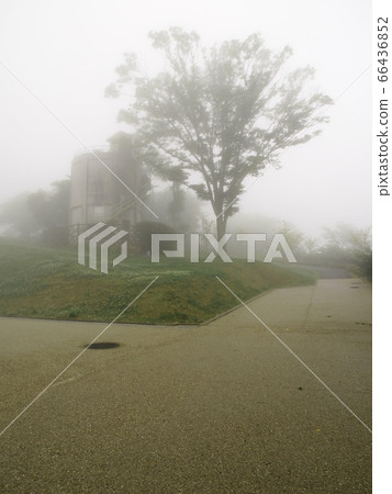 Ruins and symbol tree in dense fog Ruins and symbol tree in dense fog 66436852