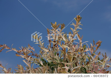 Goshy Willow (Shirokuro Nishiki) with beautiful change in leaf color 66436972