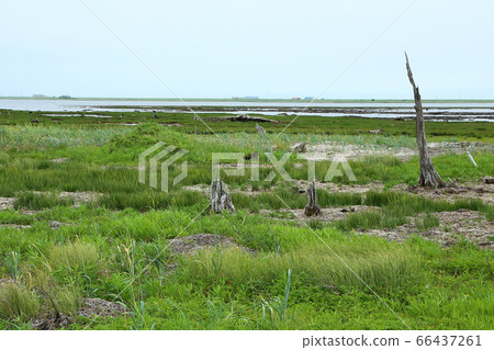 北海道Noden半島Todoara 66437261
