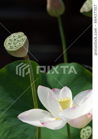 Tottori Four Seasons Walk Summer Kano Lotus 66437307