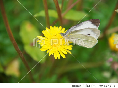 白菜蝶從花中吸食花蜜 66437515
