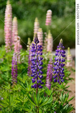 Russell lupine 66437564