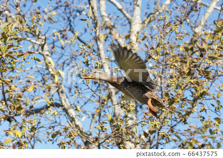 Female Mallard Ducks 66437575