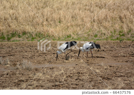 Stork 66437576