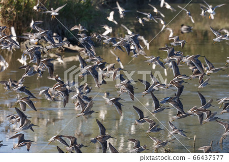 Long billed dowitcher 66437577