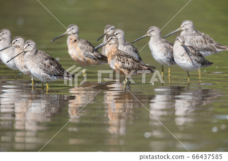 Long billed dowitcher 66437585