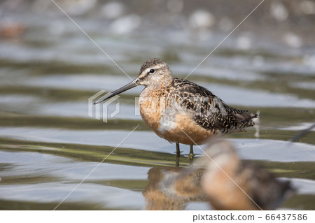 Long billed dowitcher Long billed dowitcher 66437586
