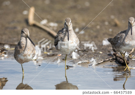 Long billed dowitcher 66437589