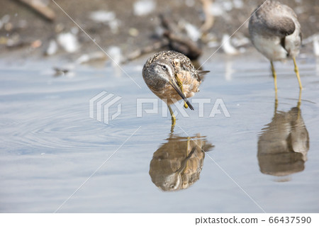 Long billed dowitcher 66437590