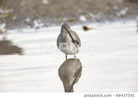 Long billed dowitcher Long billed dowitcher 66437591