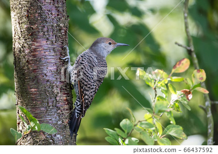 Northern flicker Bird Northern flicker Bird 66437592
