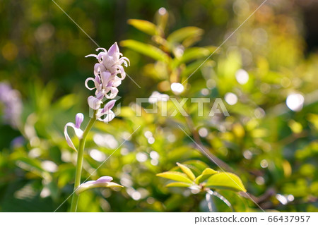 hosta flower 66437957