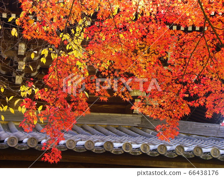 Autumn leaves of Kyoto Nanzenji temple Autumn leaves of Kyoto Nanzenji temple 66438176