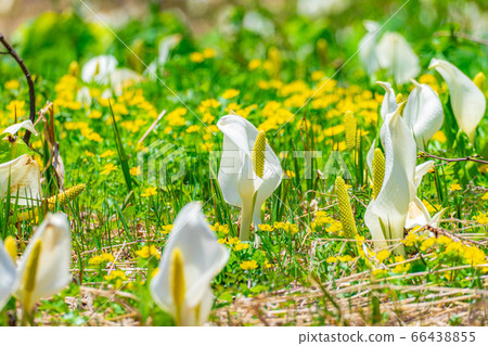 Mizubasho of Tsugaike Nature Park [Nagano Prefecture] 66438855