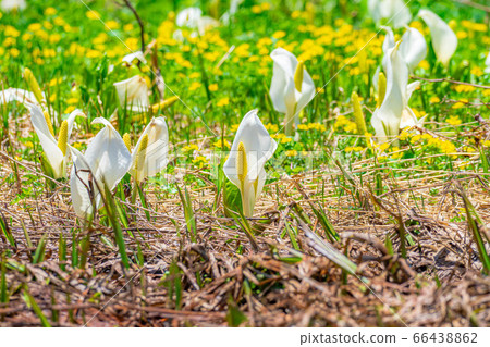 Tsugaike Nature Park自然公園的Mizubasho [長野縣] 66438862
