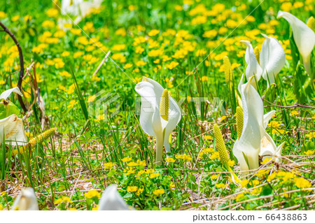 Tsugaike Nature Park自然公園的Mizubasho [長野縣] 66438863