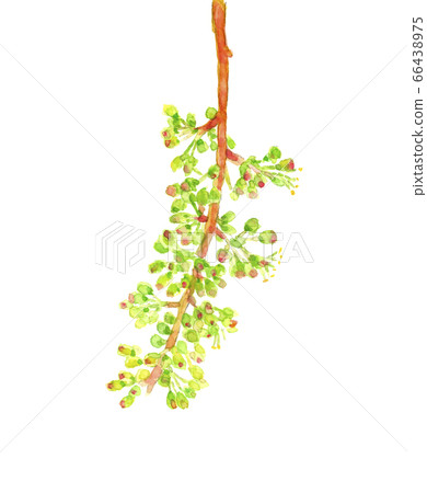 葡萄花瀨戶巨人桃太郎[水彩] 66438975