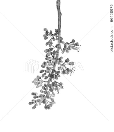 葡萄花瀨戶巨人桃太郎單調[水墨水彩畫] 66438976