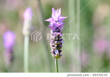 French lavender leaves at the tip of the flower French lavender leaves at the tip of the flower 66439230