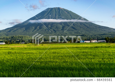 View of Mount Yotei with green rice field in the View of Mount Yotei with green rice field in the 66439381