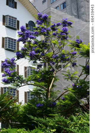 Atami Jacaranda Flower 66439443