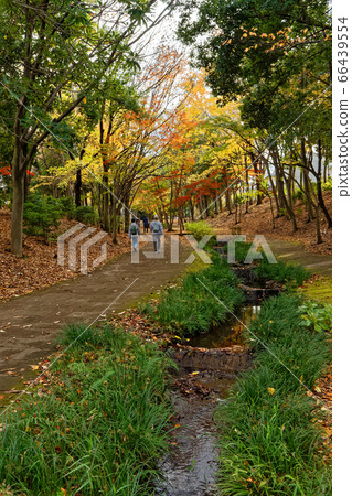 橫濱港北新城的秋葉 橫濱港北新城的秋葉 66439554