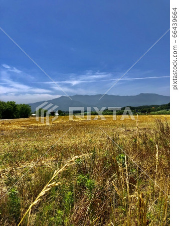 barley field 66439664
