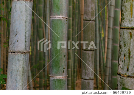 Detail of the bamboo in a bamboo forest Detail of the bamboo in a bamboo forest 66439729