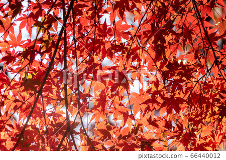 Red Japanese maple in the autumn Red Japanese maple in the autumn 66440012