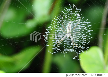 Argiope bruennichi (juvenile) and hidden zone Argiope bruennichi (juvenile) and hidden zone 66440013