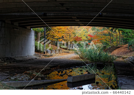 Framed leaves in Tsuzuki Ward, Yokohama, Kohoku New Town Framed leaves in Tsuzuki Ward, Yokohama, Kohoku New Town 66440142