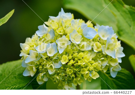 Hydrangea Hydrangea 66440227