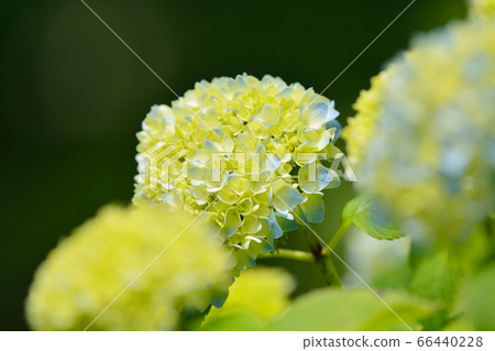 Hydrangea Hydrangea 66440228