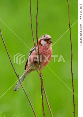 長尾雀 長尾雀 66440301