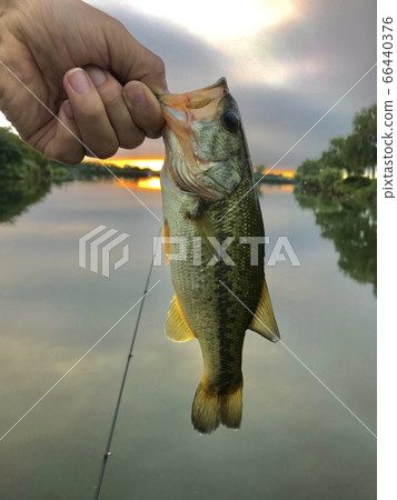 Fishing black bass bass Fishing black bass bass 66440376