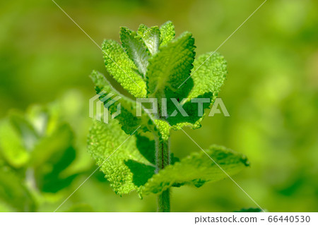 Great for cocktails Apple mint leaves 66440530