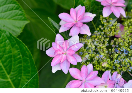 Hydrangea Hydrangea 66440935