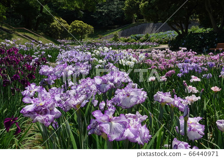 虹膜很多 虹膜很多 66440971