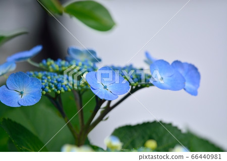 Hydrangea 66440981
