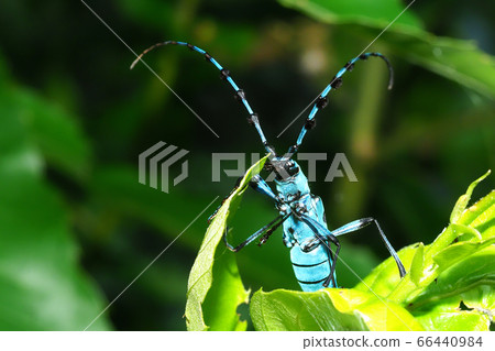 Ruri Boshikiki 66440984