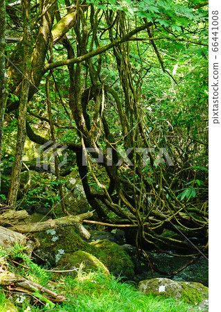Tohoku Akita Prefecture Chokai Yamamoto Takifuse Ryusui 66441008