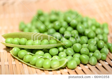 收穫新鮮豌豆 66441058