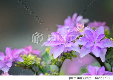 Hydrangea Hydrangea 66441329