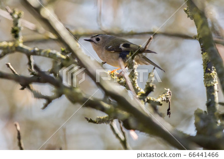 Goldcrest (Regulus regulus) Goldcrest (Regulus regulus) 66441466