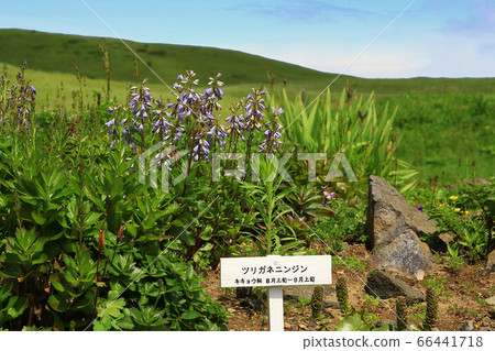 Rebun Island, Hokkaido 66441718