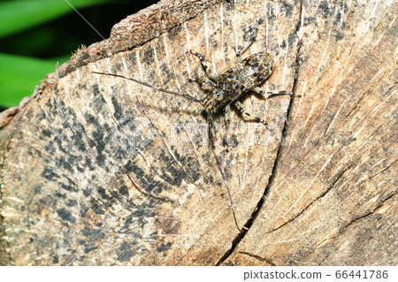 Naga Gomakokami 66441786