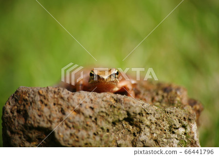 Red frog Red frog 66441796