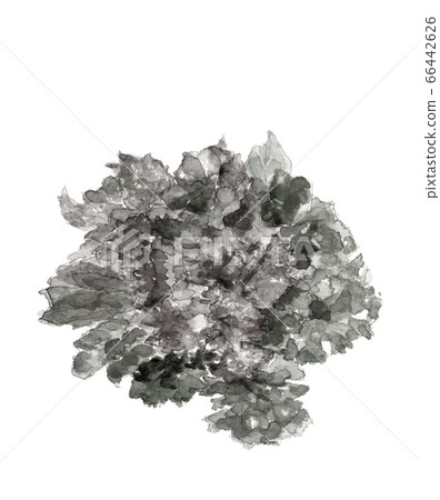 萵苣葉菜類蔬菜單調[水墨畫水彩] 66442626