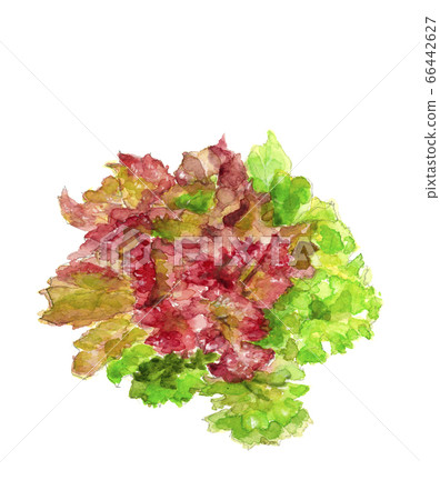 晴朗的生菜葉類蔬菜[水彩] 66442627